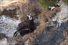 chamois-rut-2