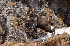 chamois-rut-3