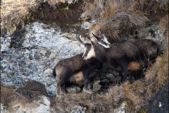 chamois-rut-5