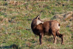 chamois-site