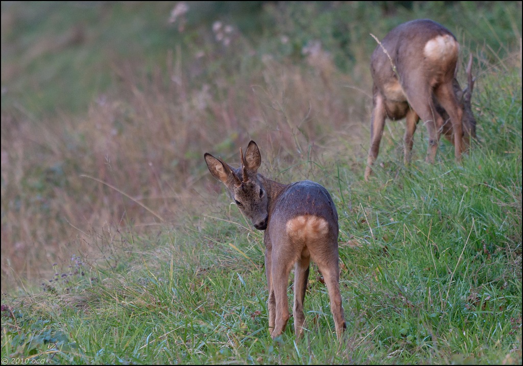 brocard-matin-4