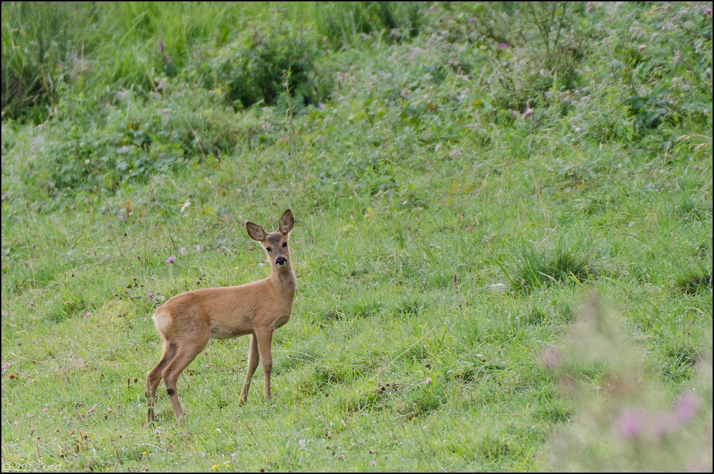 chevreuils-6-aout-2