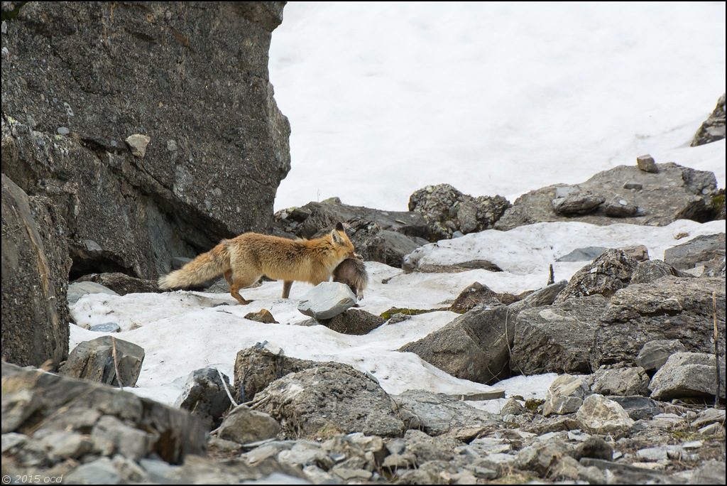 renard-2015-13-mai-2