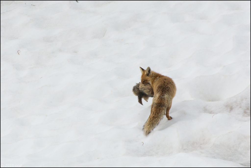 renard-2015-13-mai-6