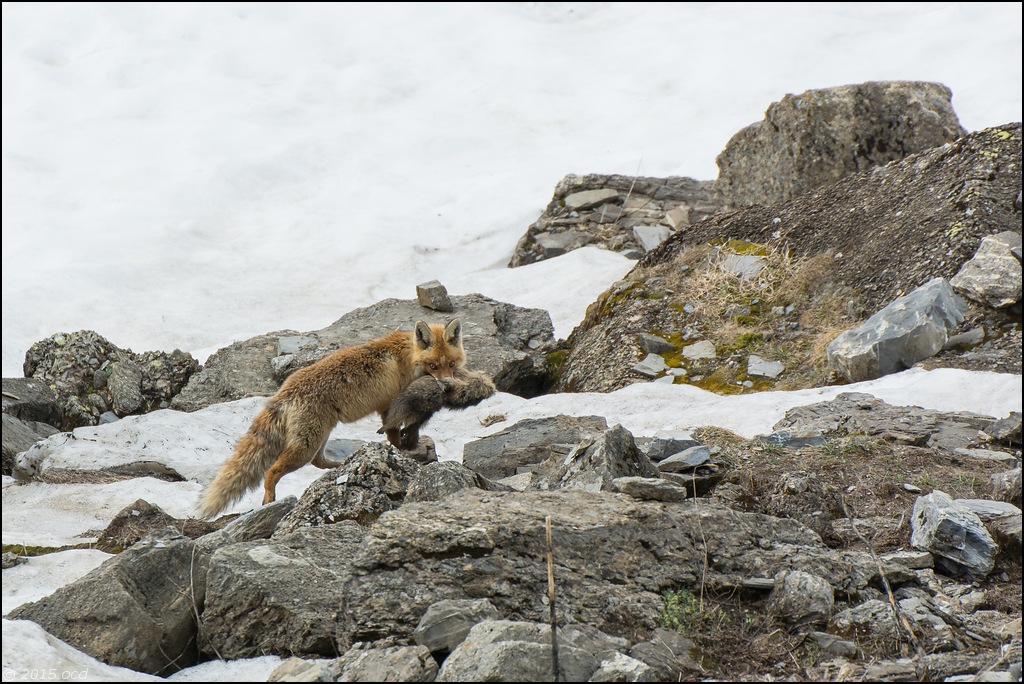 renard-2015-13-mai-9