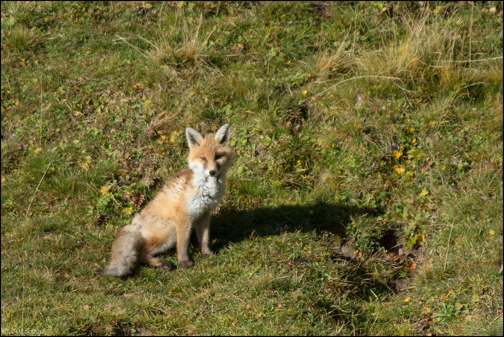 renard-2015-oct-1