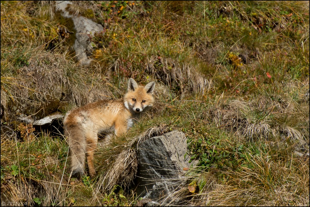 renard-2015-oct-10