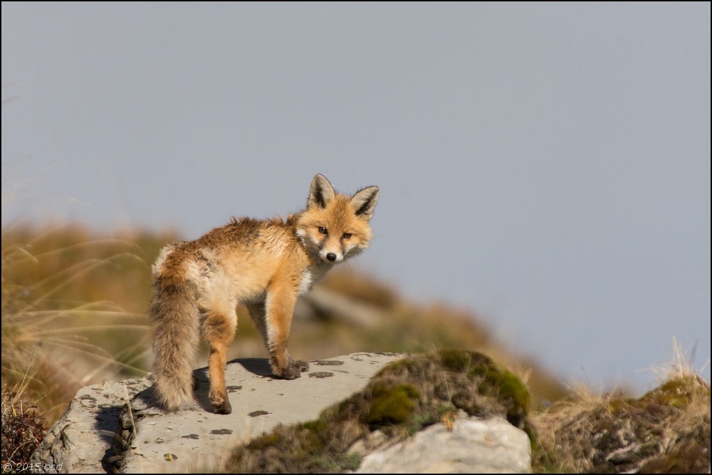 renard-2015-oct-5