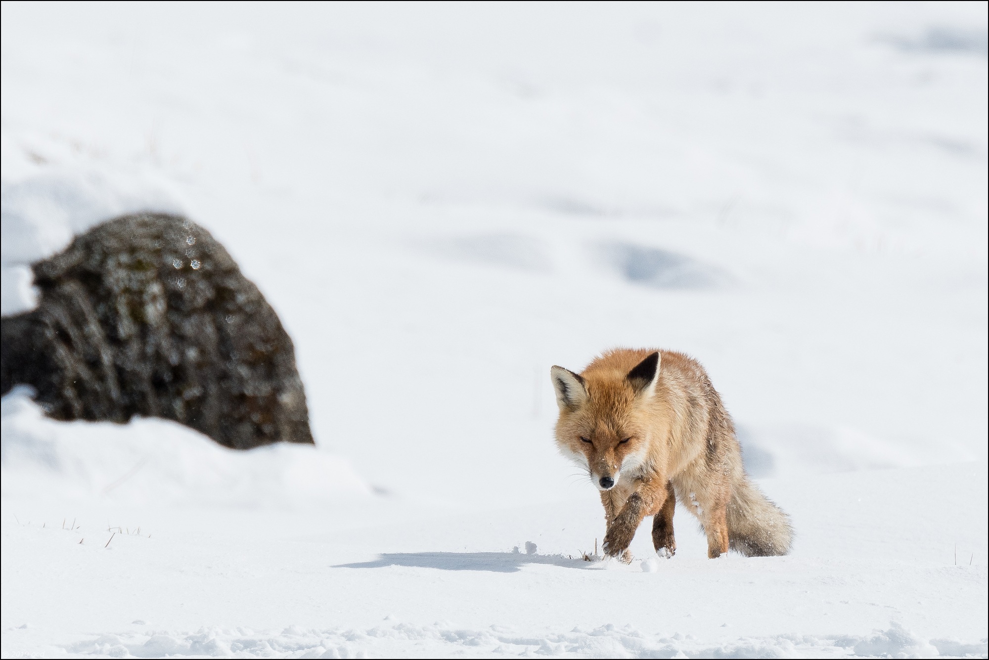 renard-2019-mai