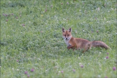 Jeune renard de montagne-fin juillet-2018