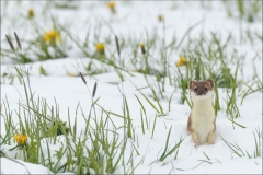 hermine-chute- de neige