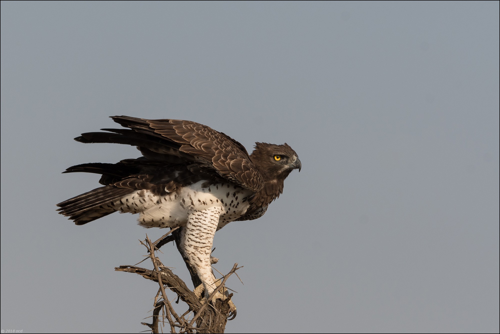 Aigle-martial-cinq