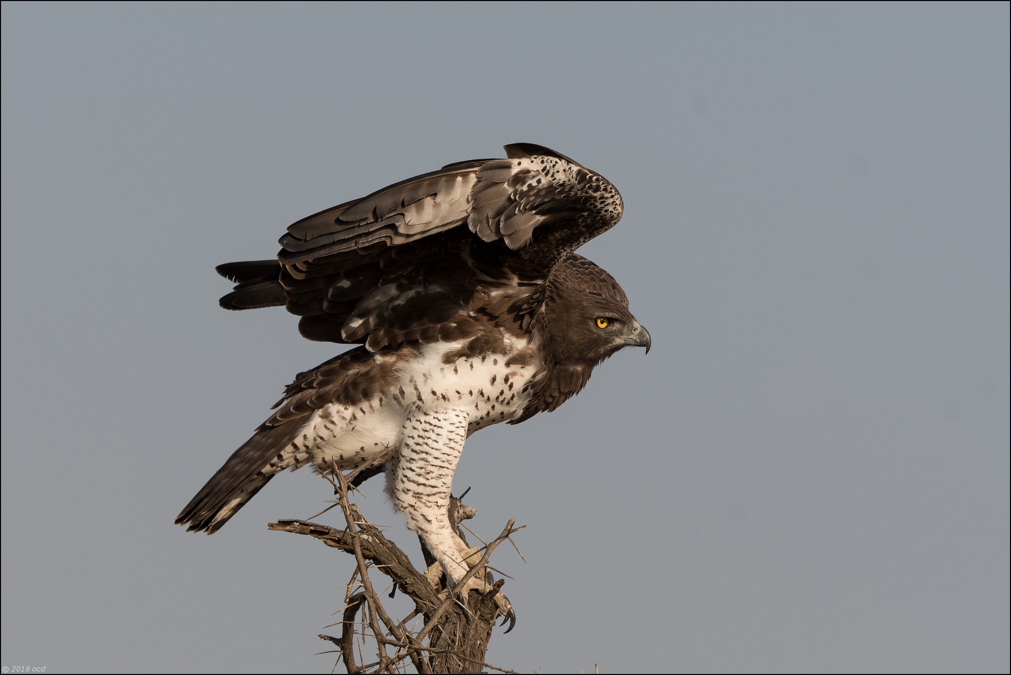 Aigle-martial-trois