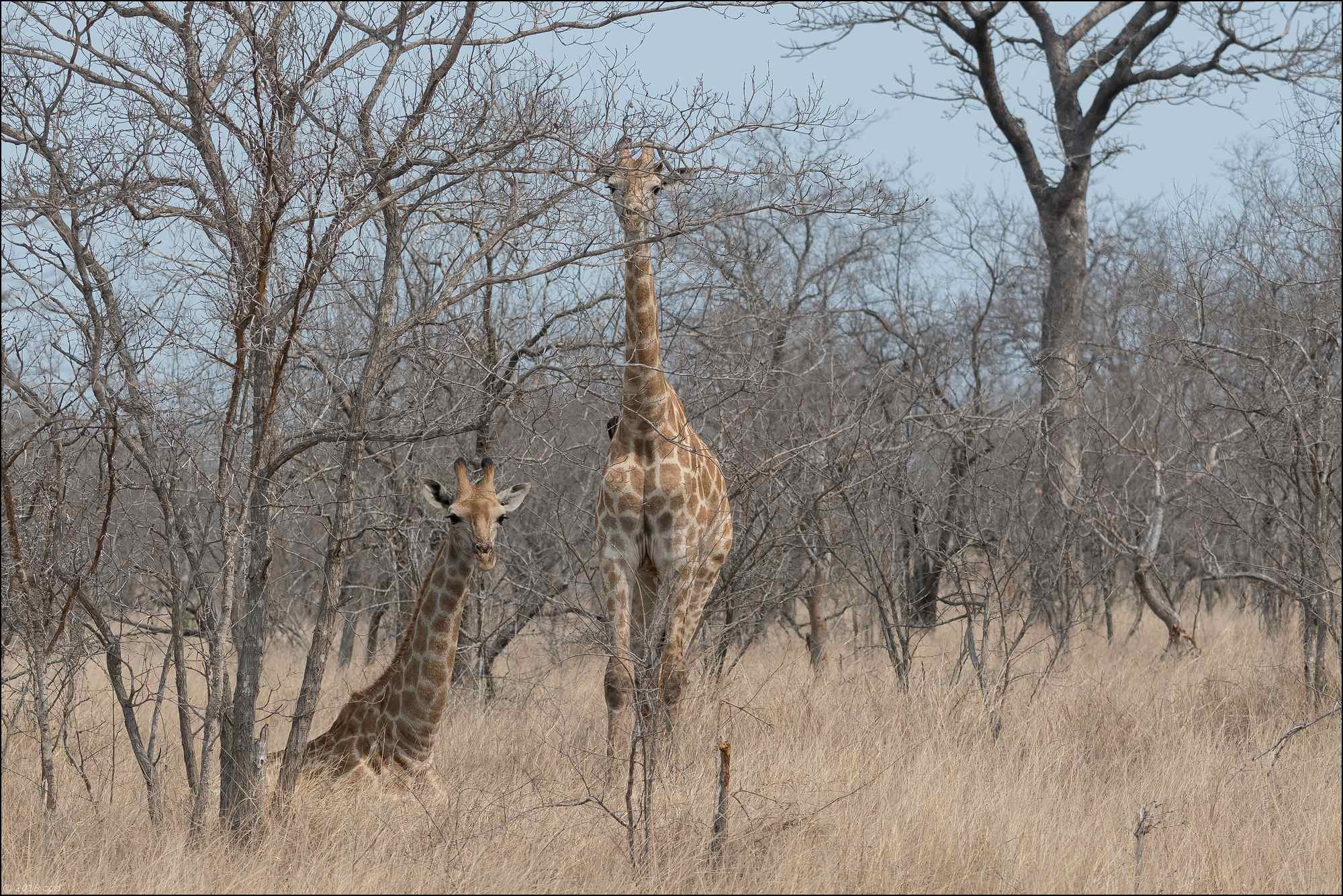 Girafes-deux