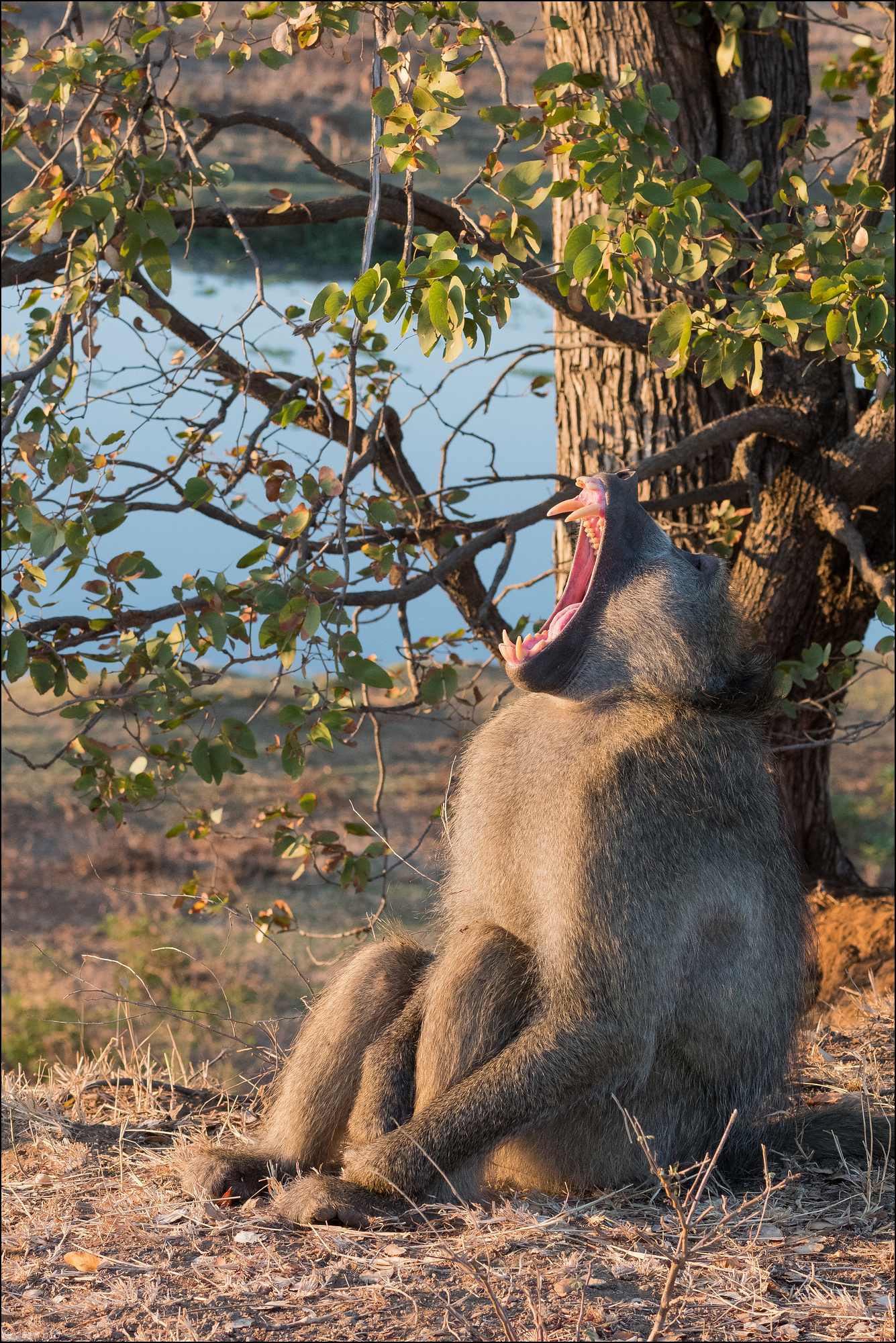 baboui-dominant