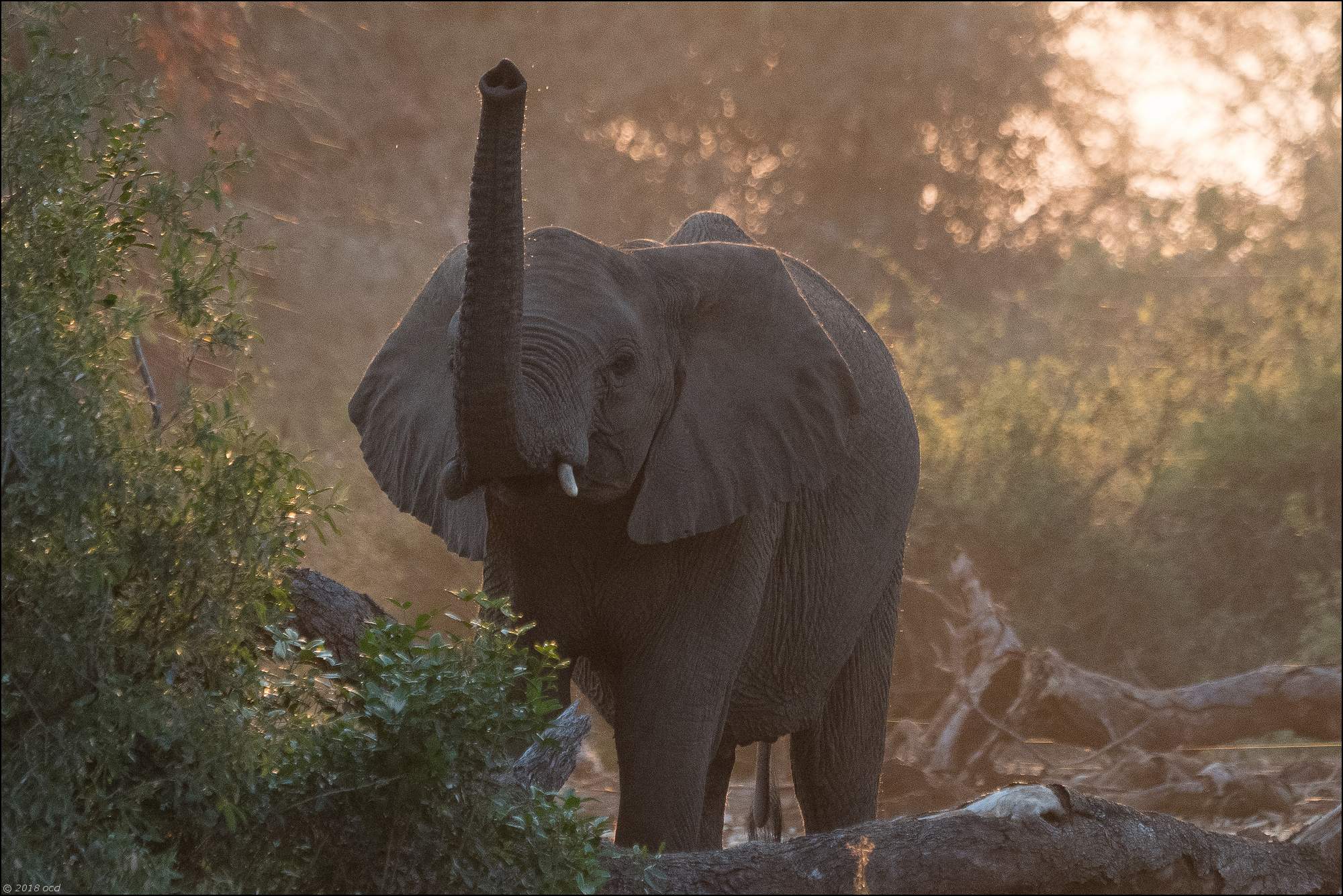 éléphant-contre-jour