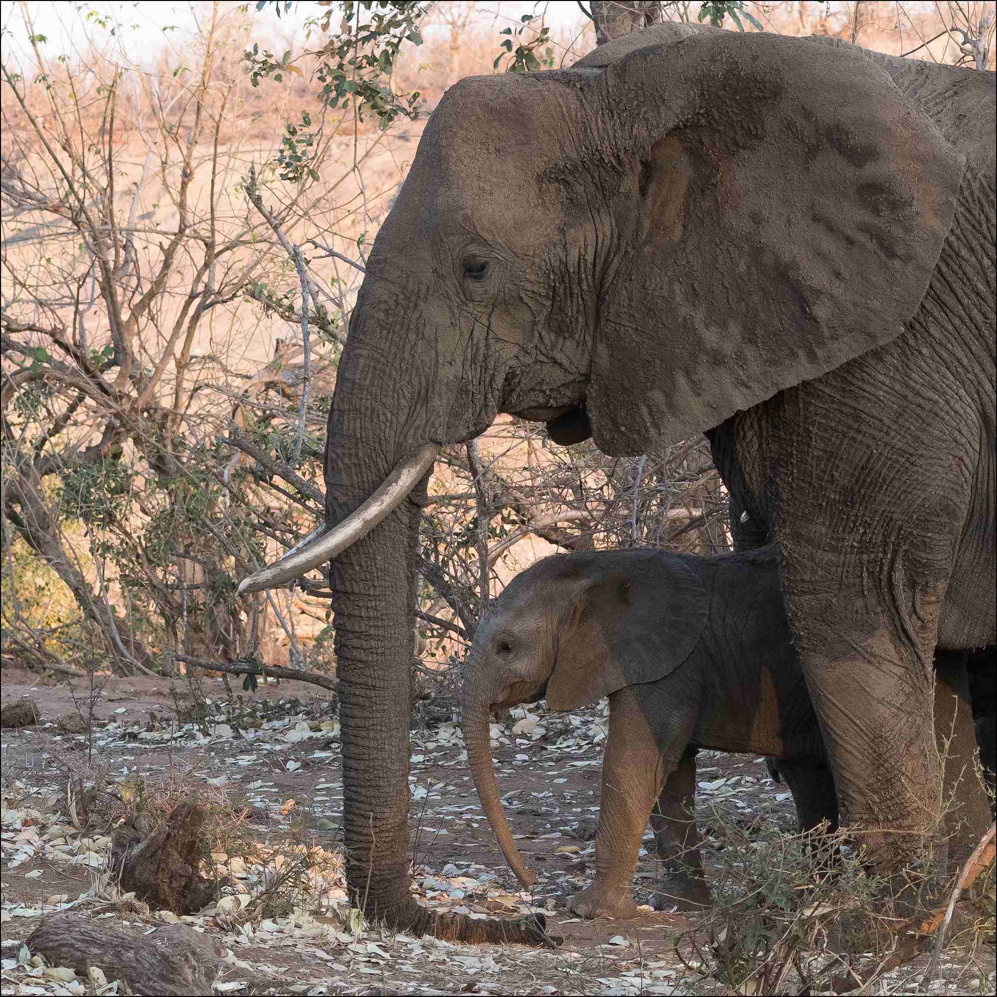 éléphant-et-jeune