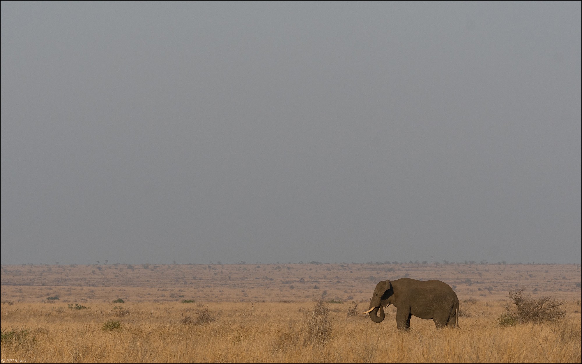 éléphant