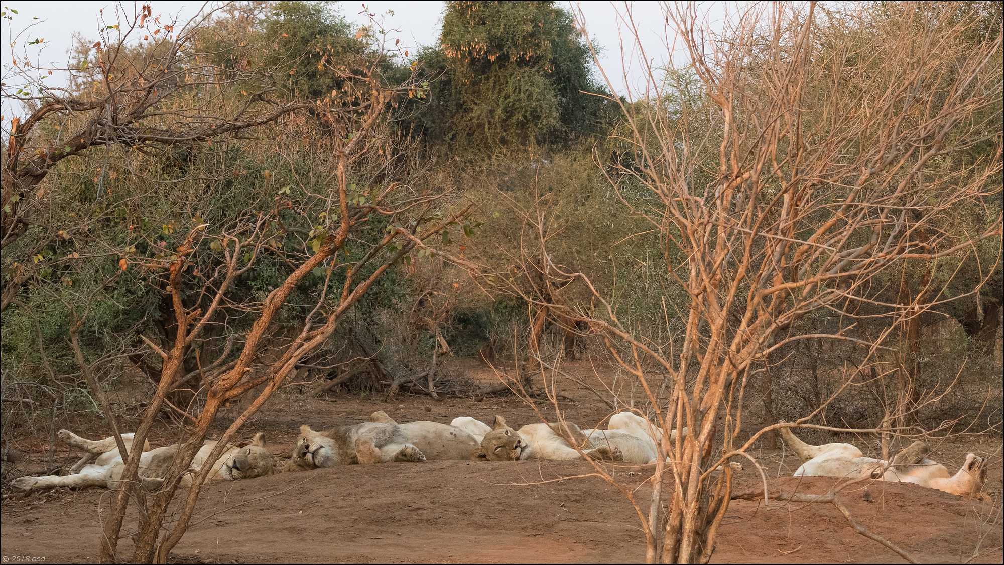 famille-de- lions