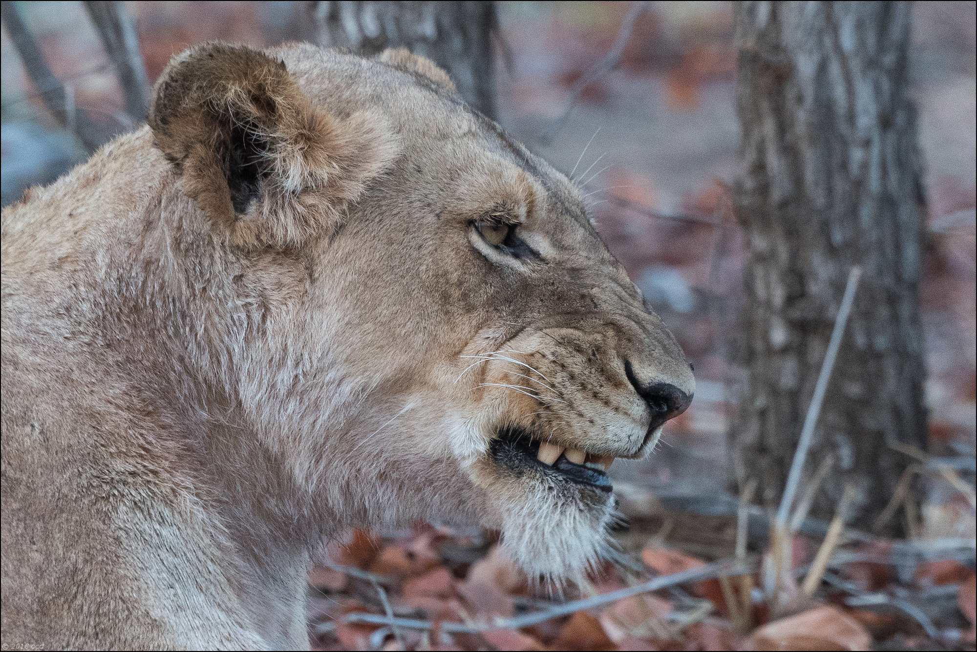 lionne-en-colère