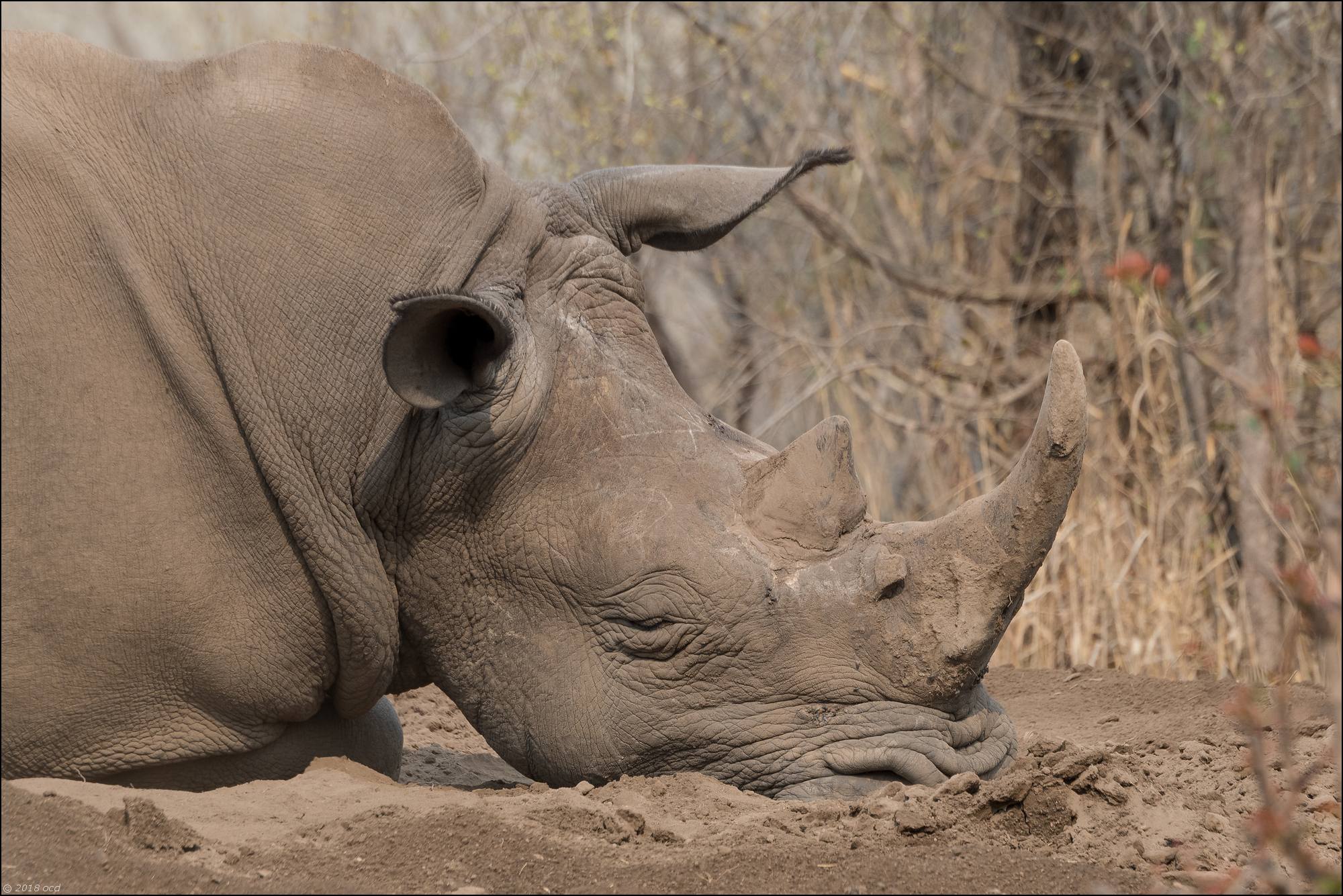 rino au repos