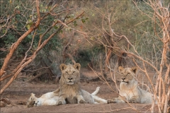 Famille-de-lions