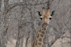 Girafe