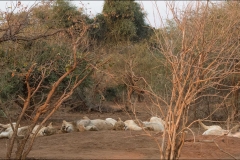 famille-de- lions