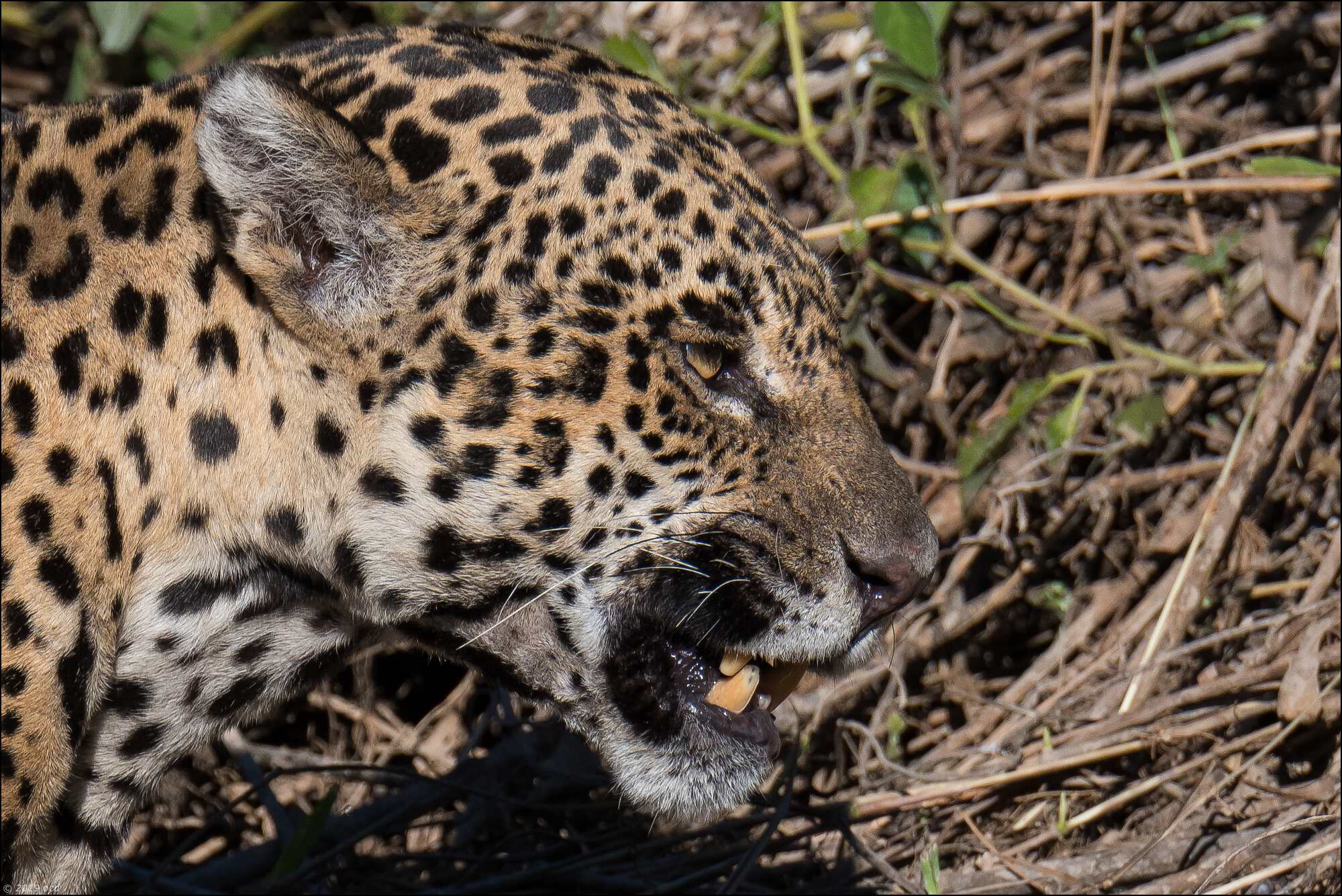 jaguar-maman