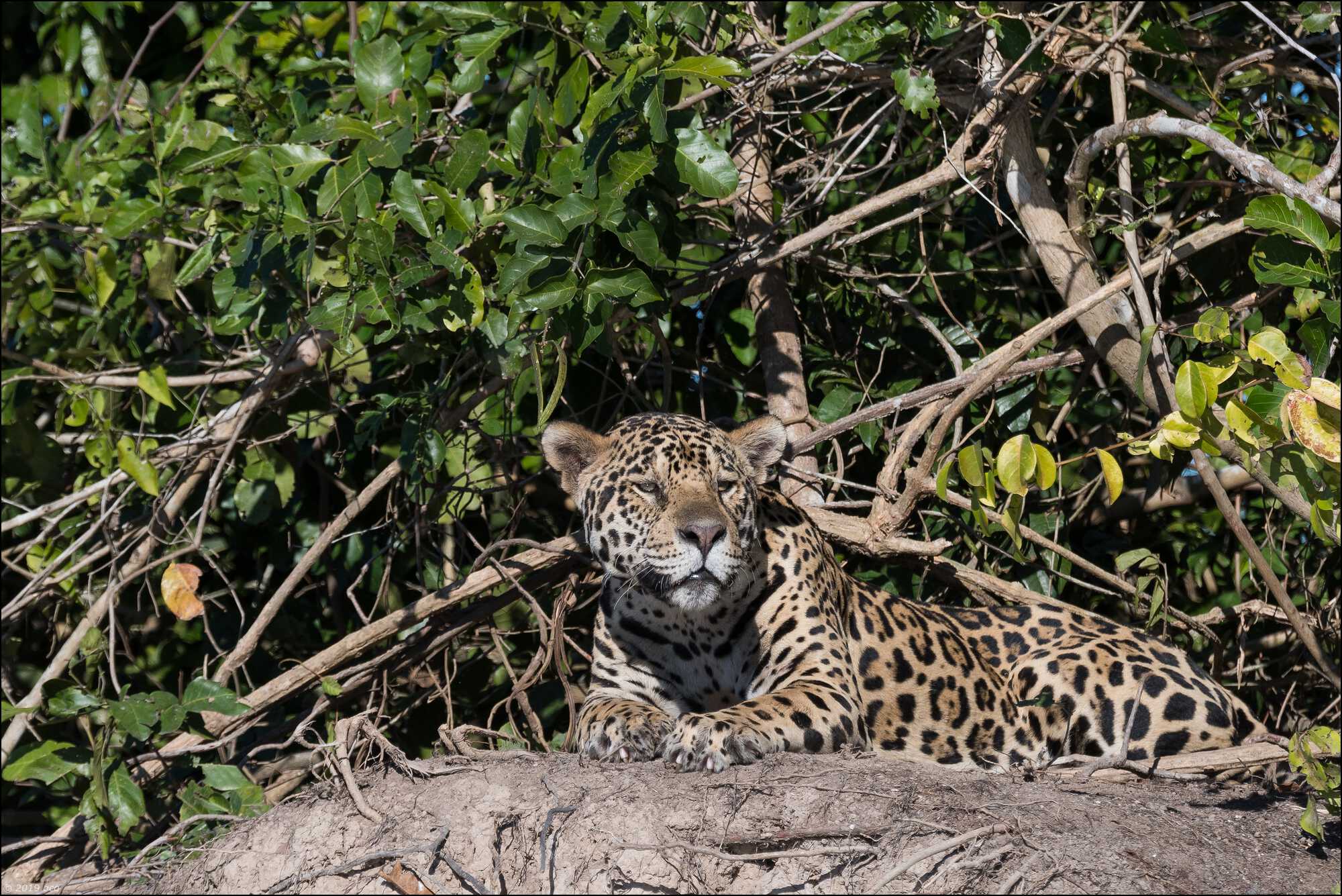 jaguar-matin-un