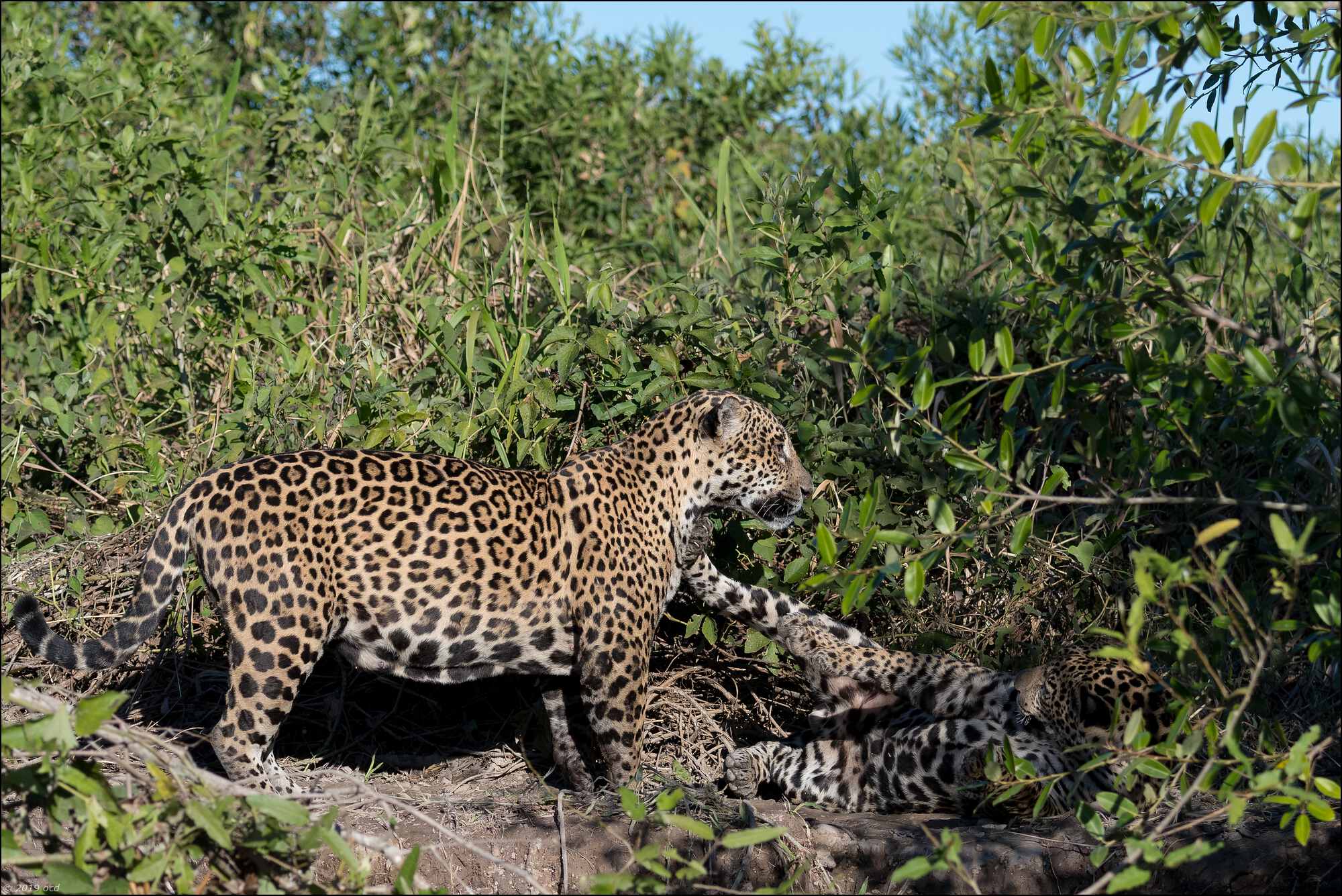 jaguar-mère-fils