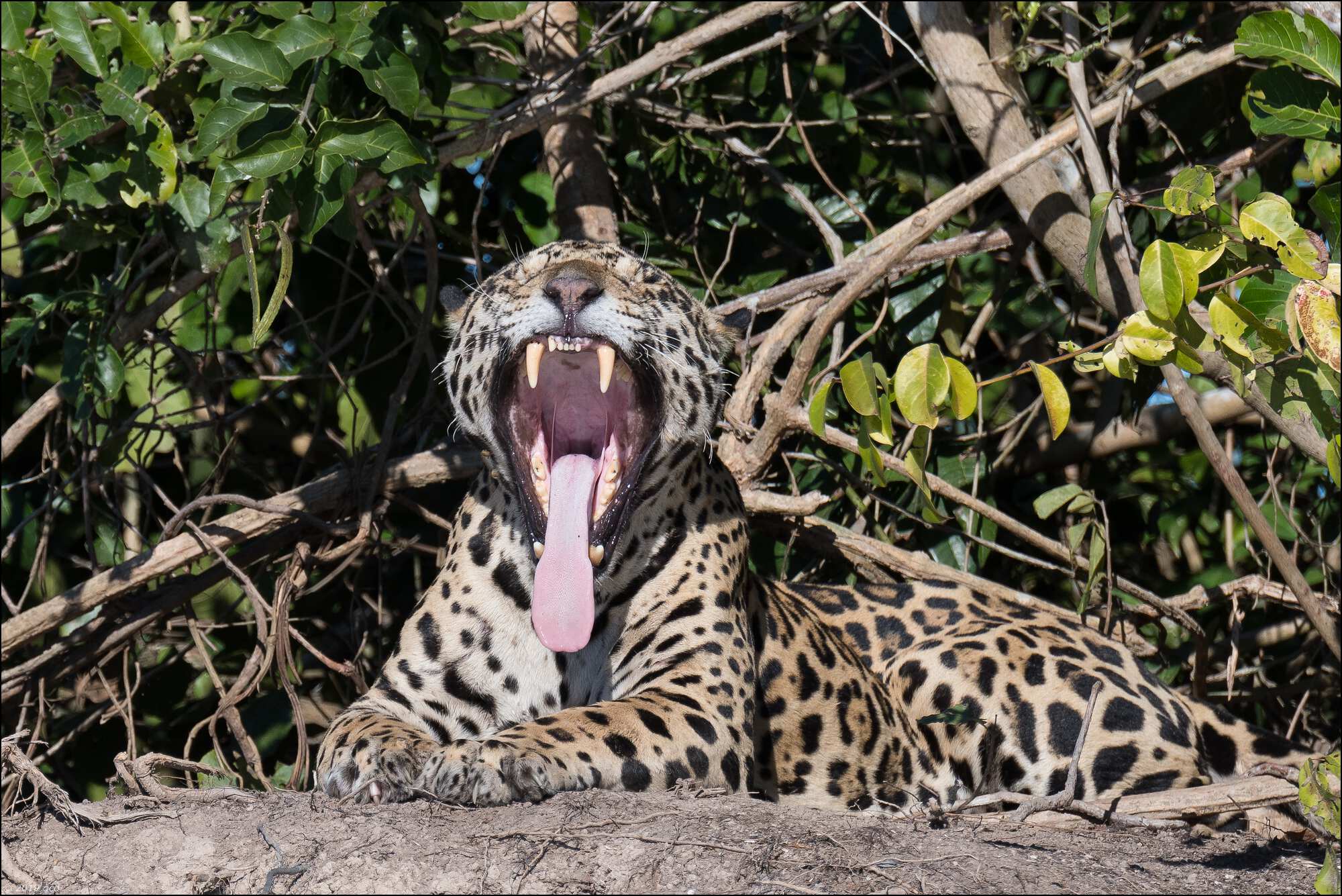 jaguar-treize