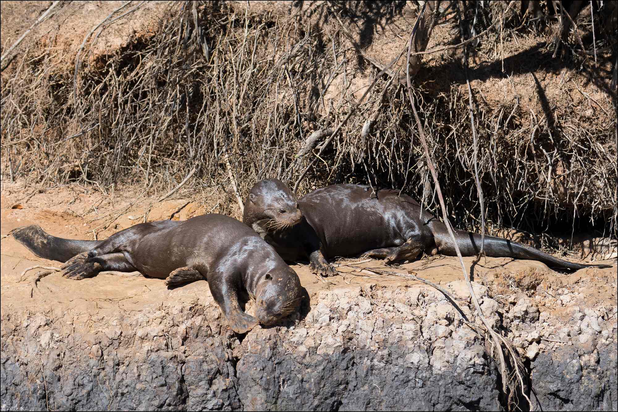 loutre-quatre