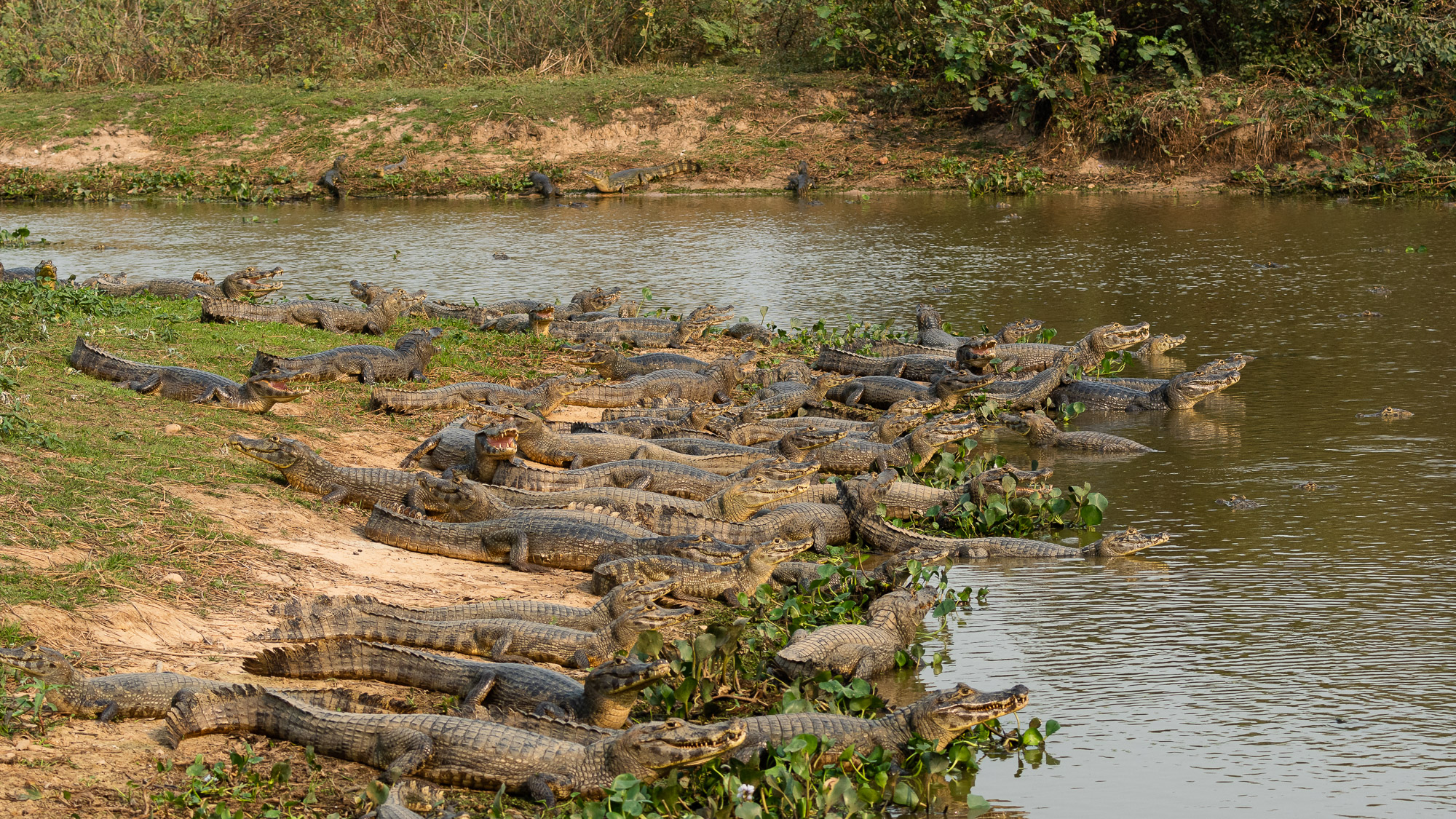 pantanal-caiman-un