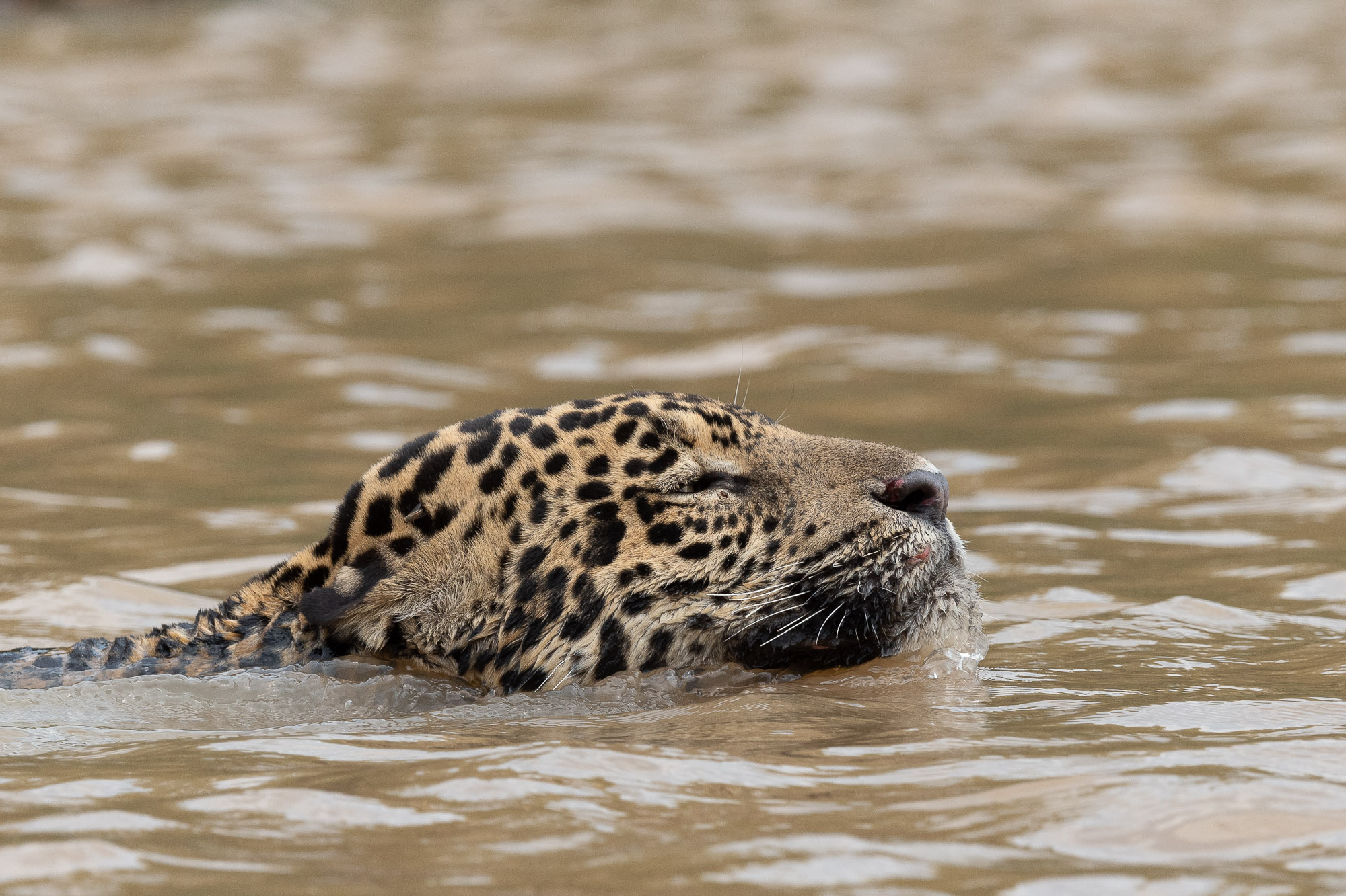 pantanal-chasse-berge-deux