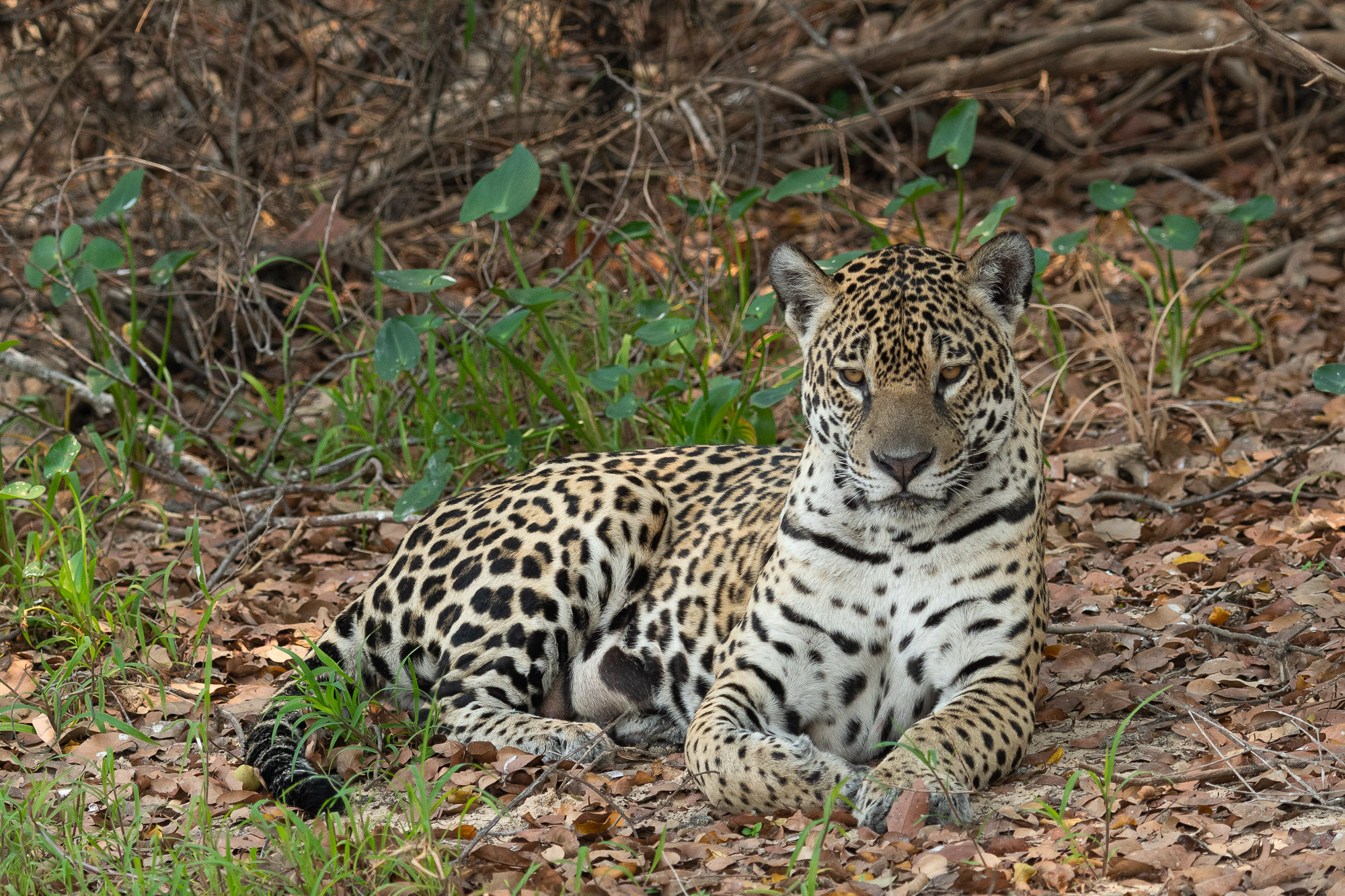 pantanal-chasse-berge-huit