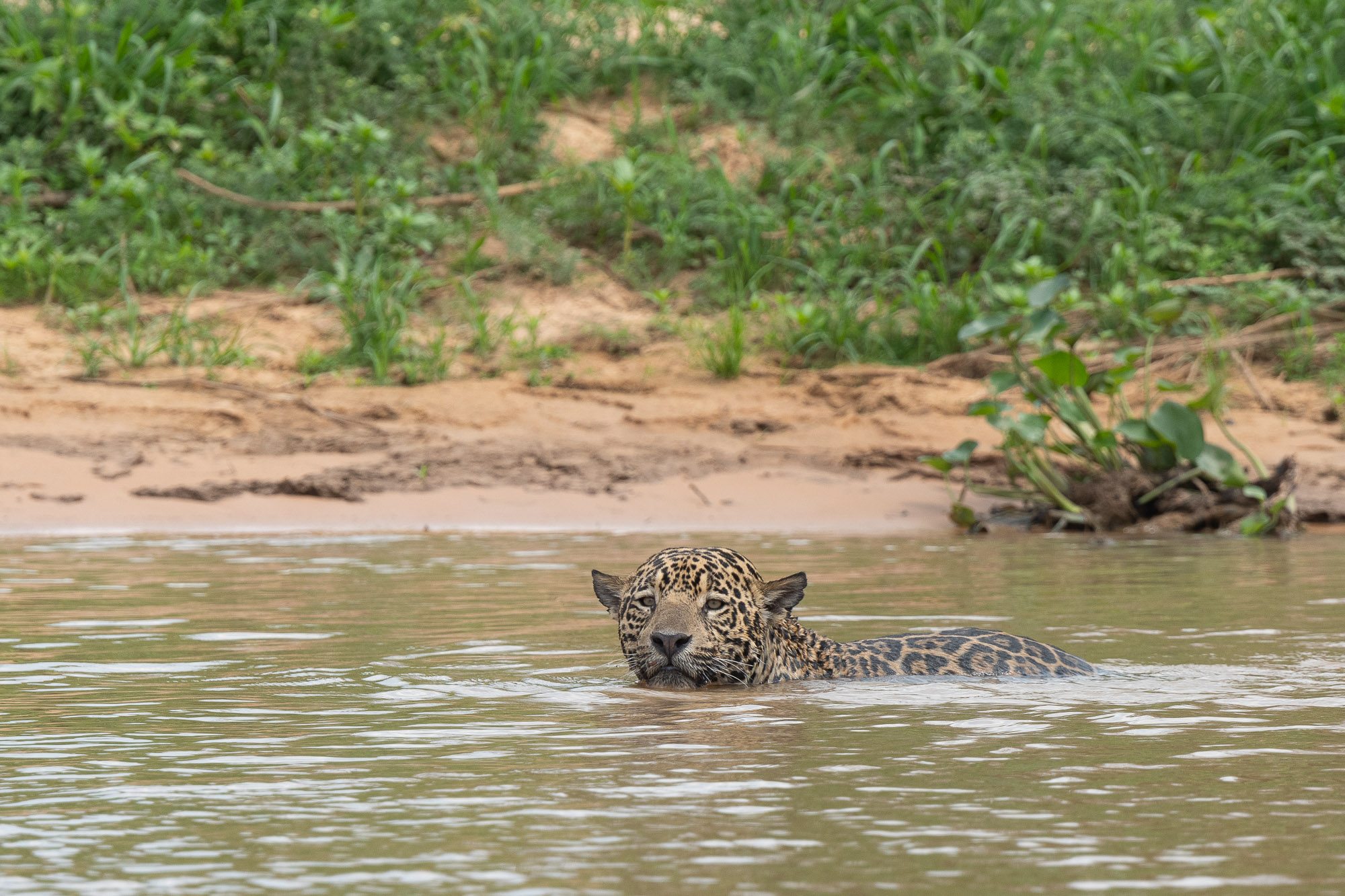 pantanal-chasse-berge-trois