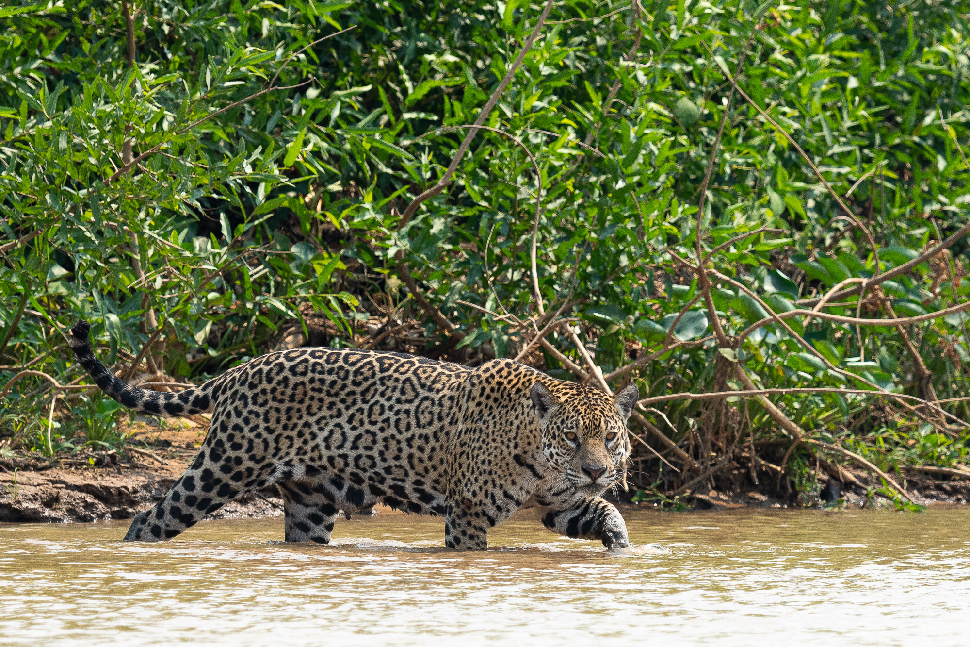 pantanal-chasse-un