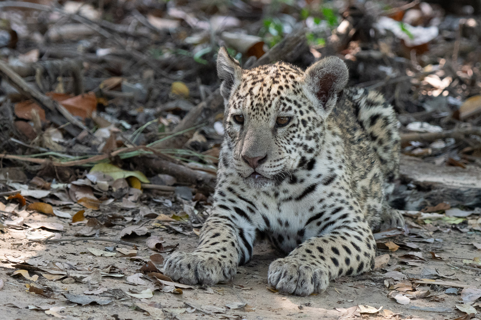 pantanal-cub-deux