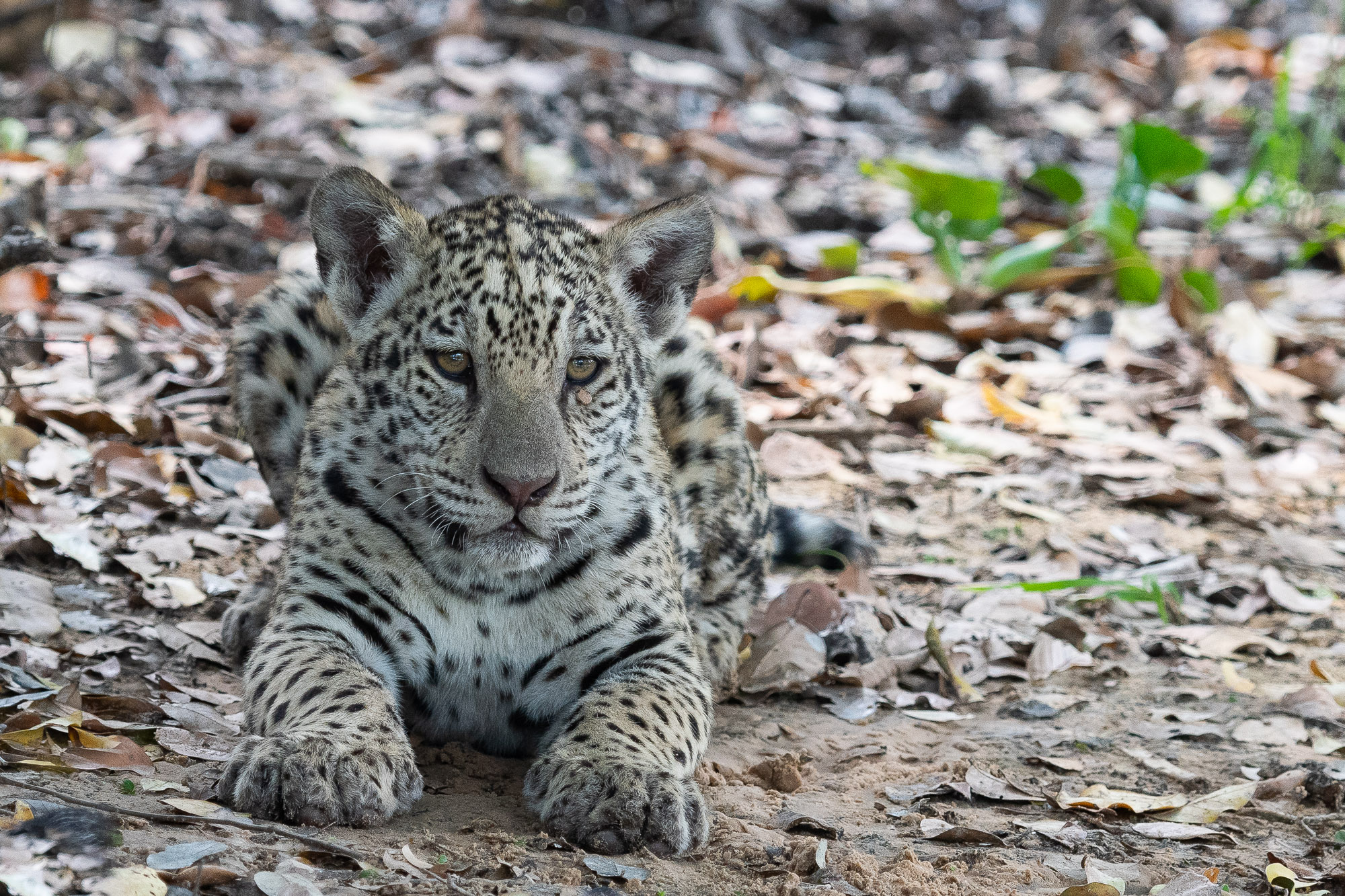 pantanal-cub-un