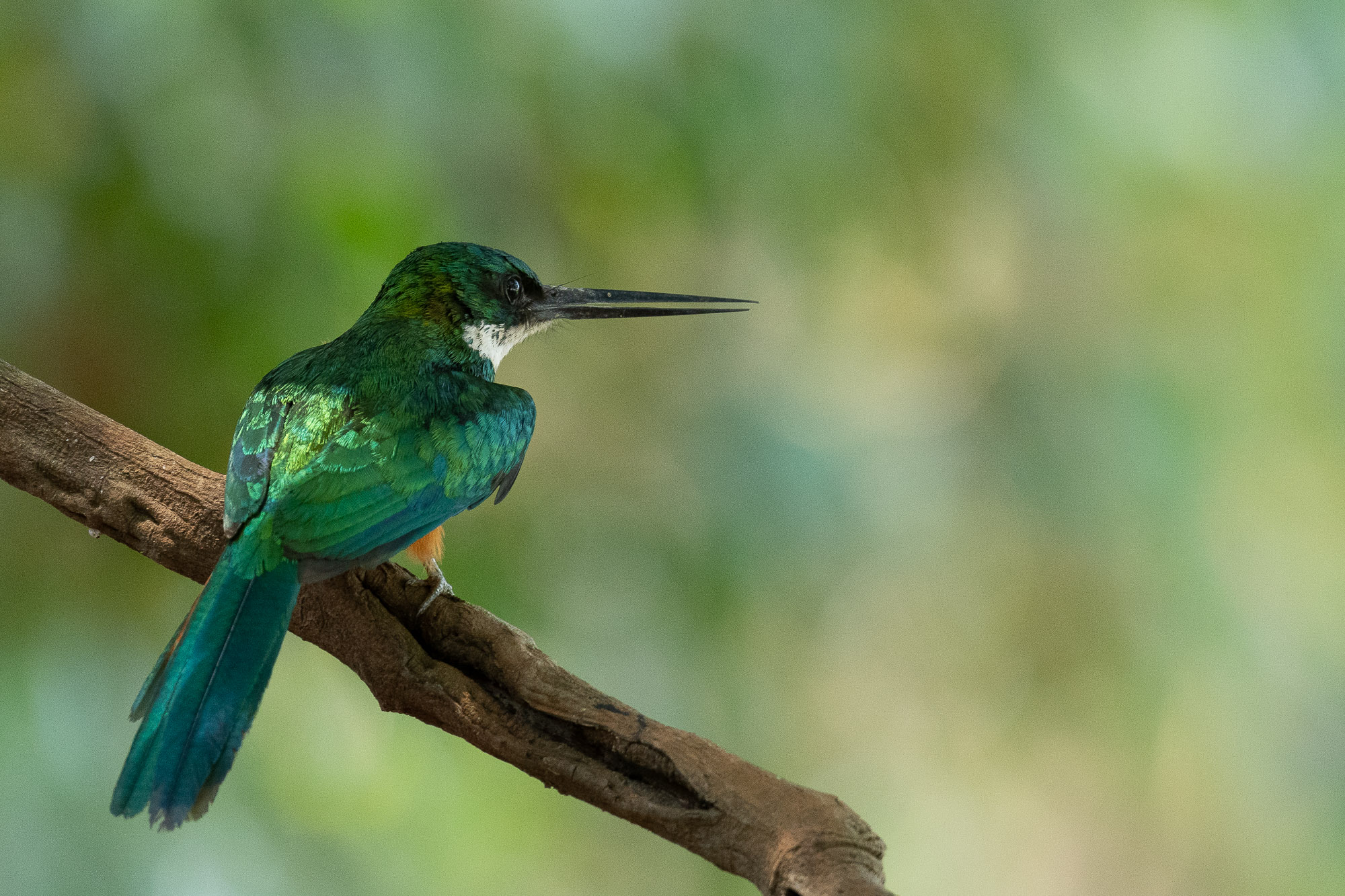 pantanal-jacamar-deux-3