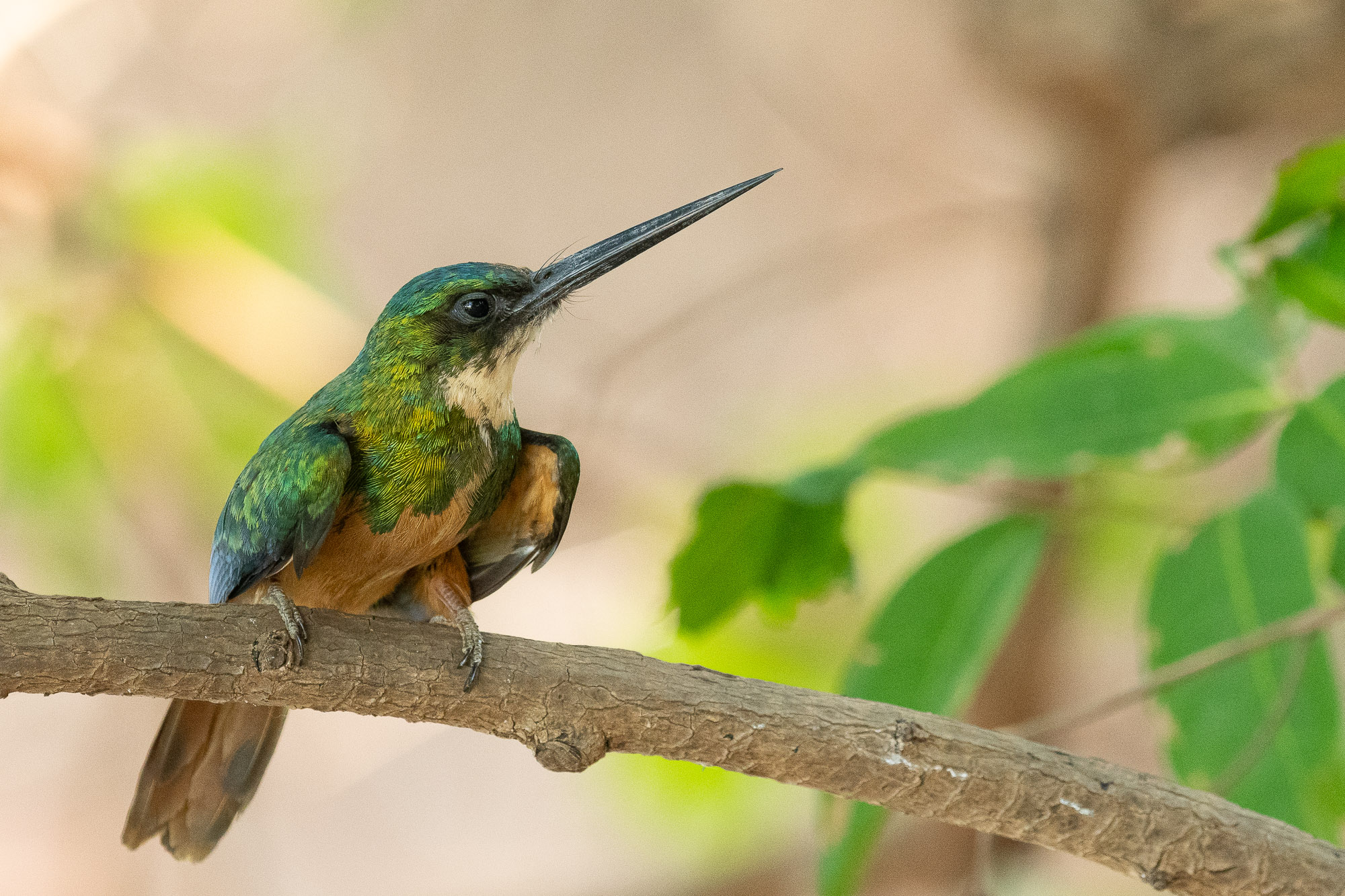 pantanal-jacamar-un