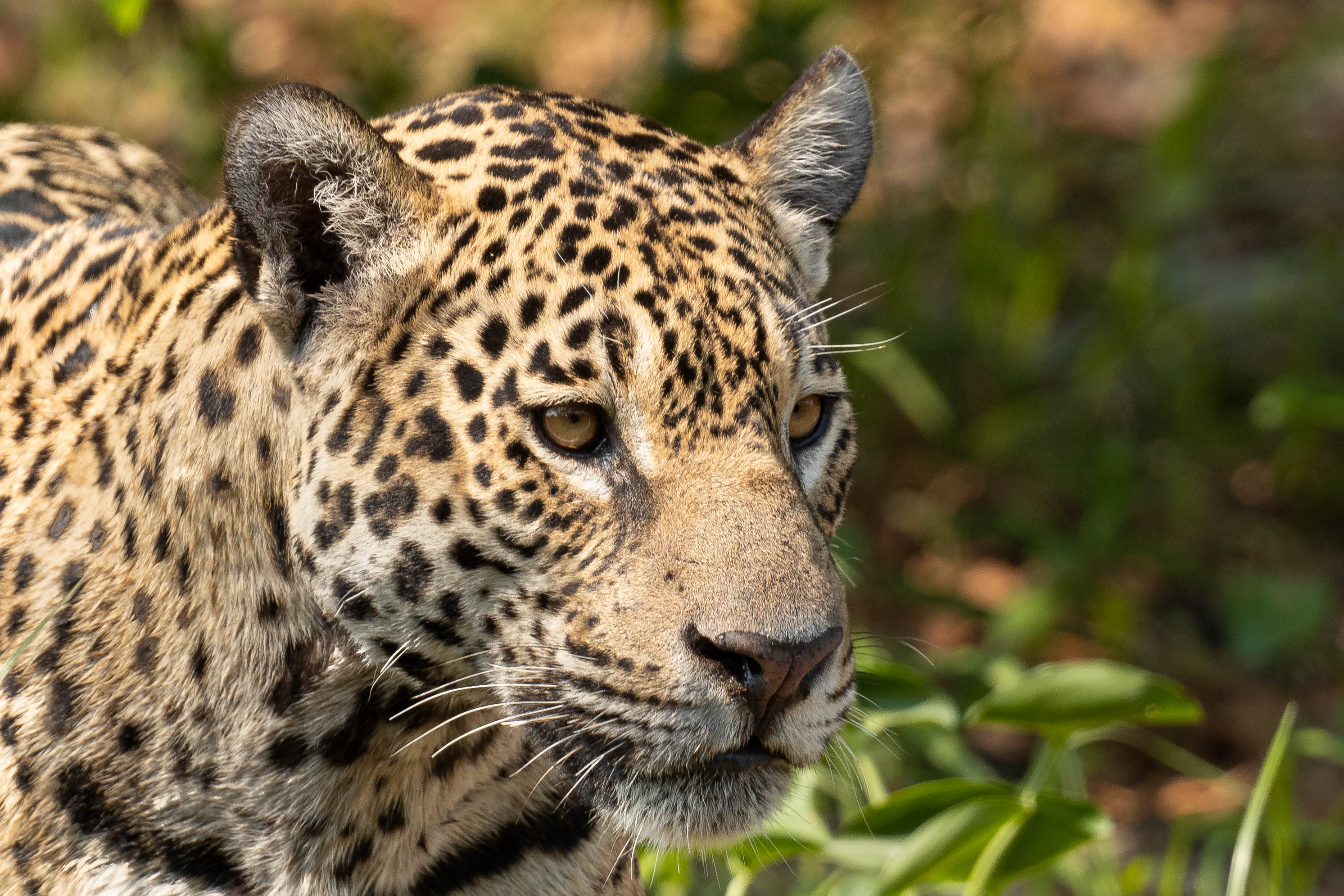 pantanal-jagaur-berge-treize