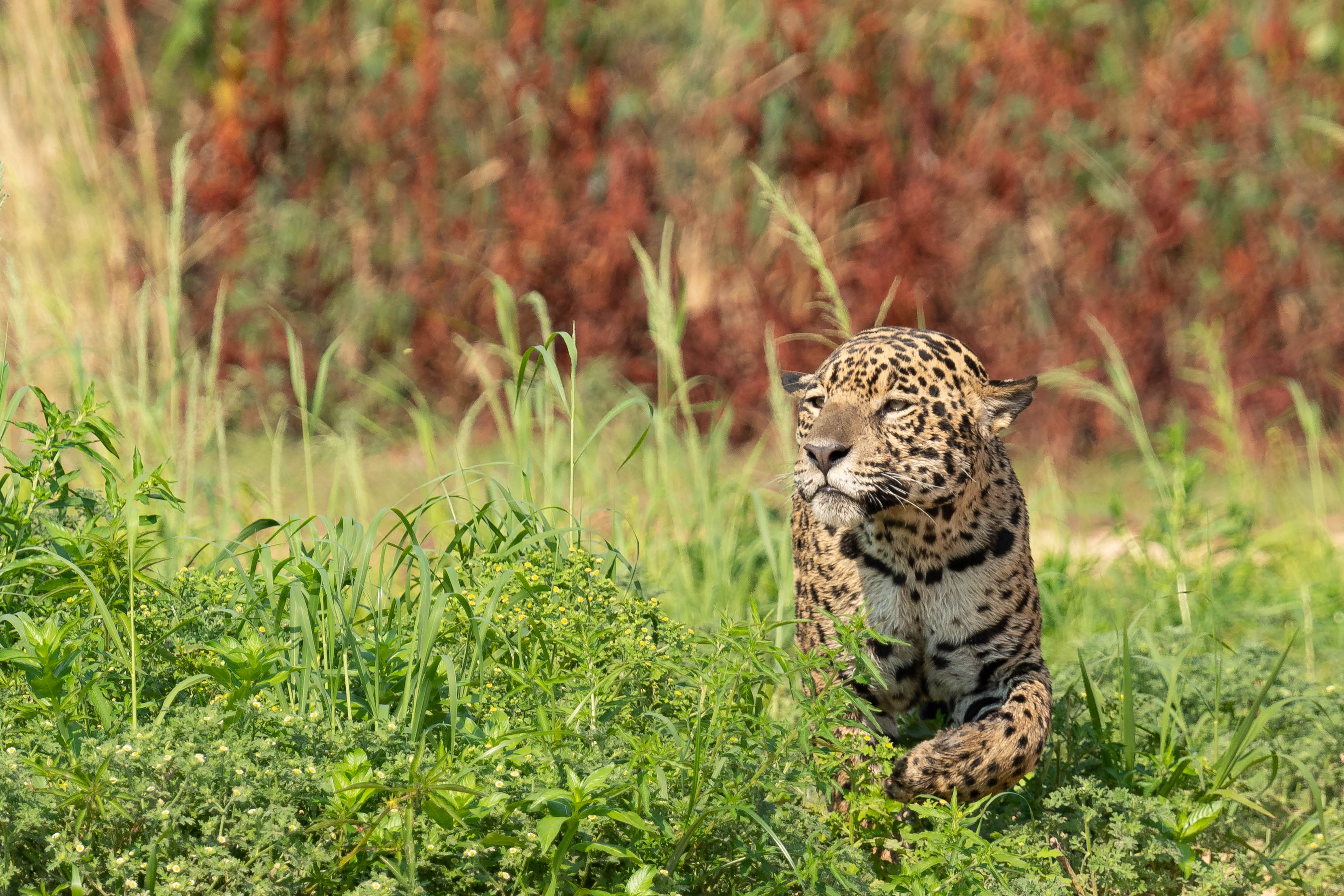 pantanal-jaguar-berge-cinq