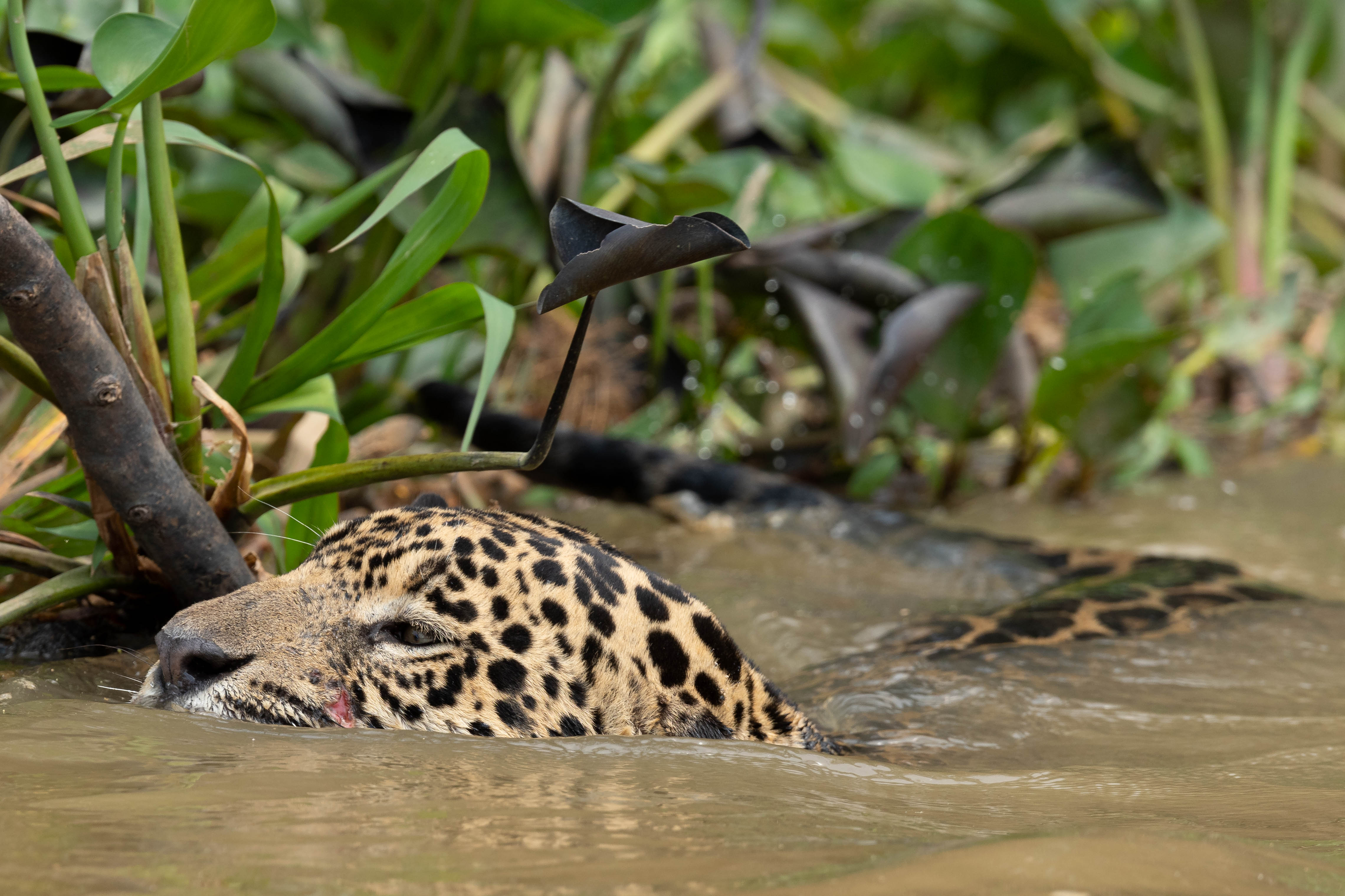 pantanal-jaguar-berge-deux