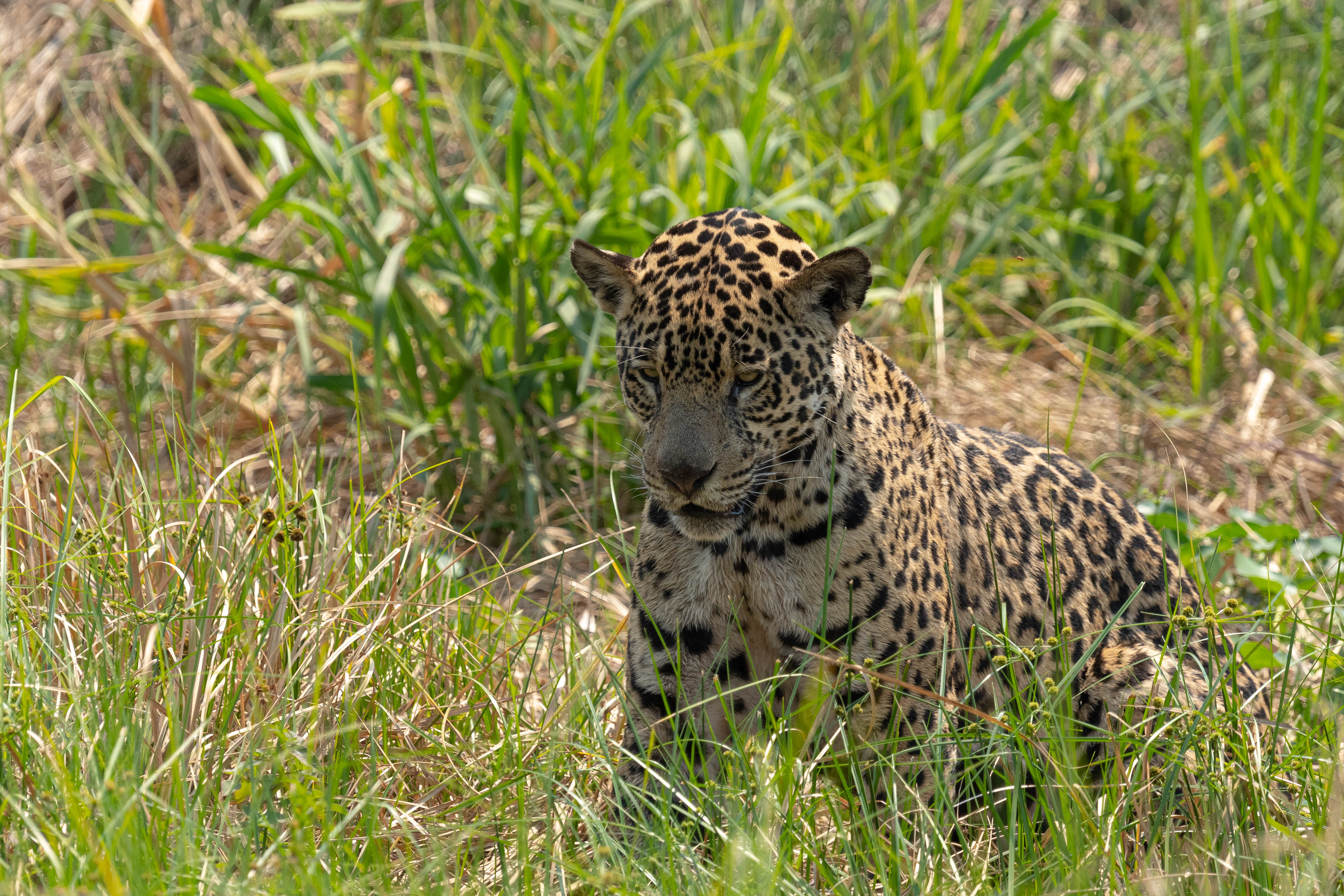 pantanal-jaguar-berge-dix