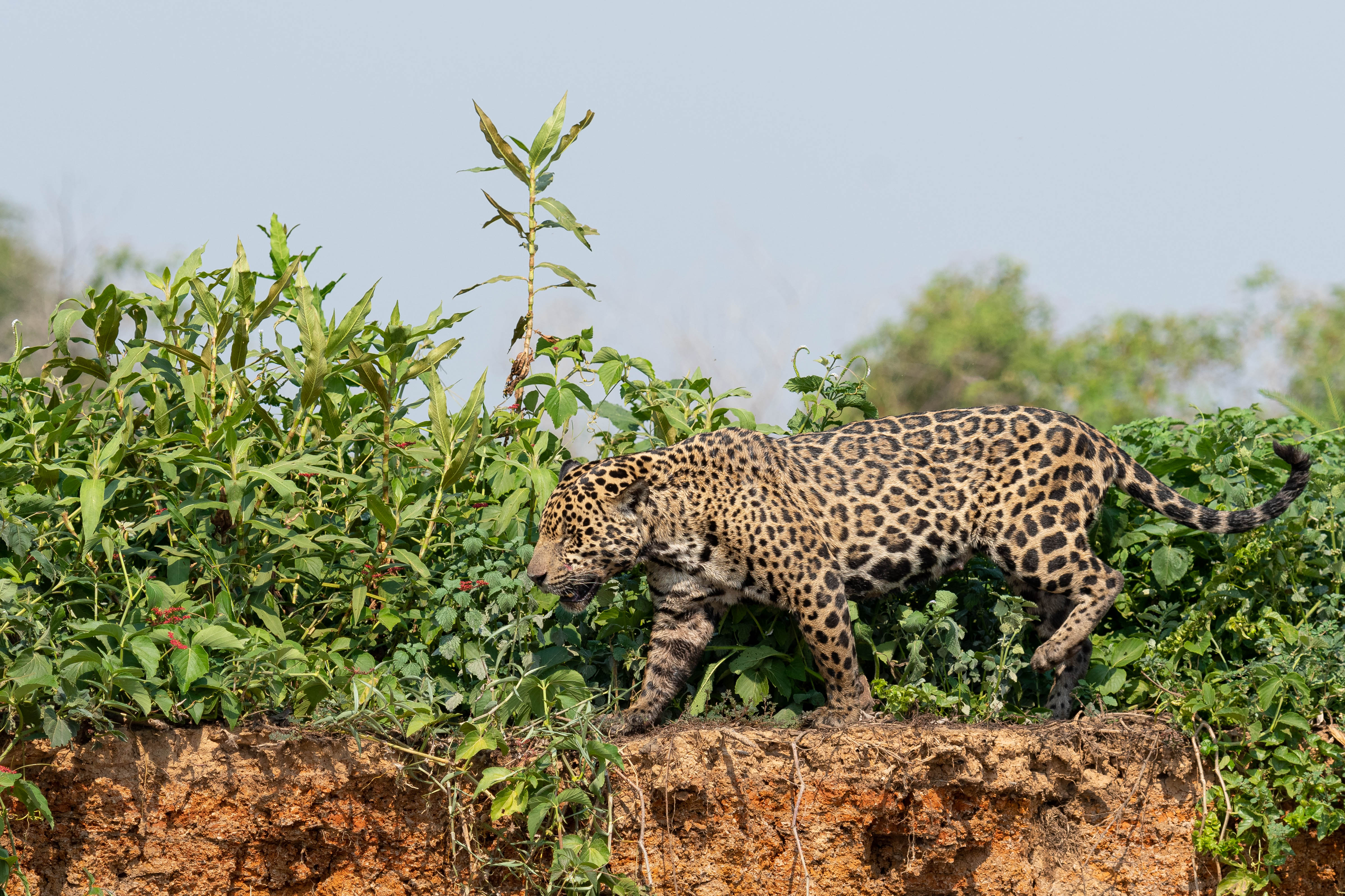 pantanal-jaguar-berge-douze