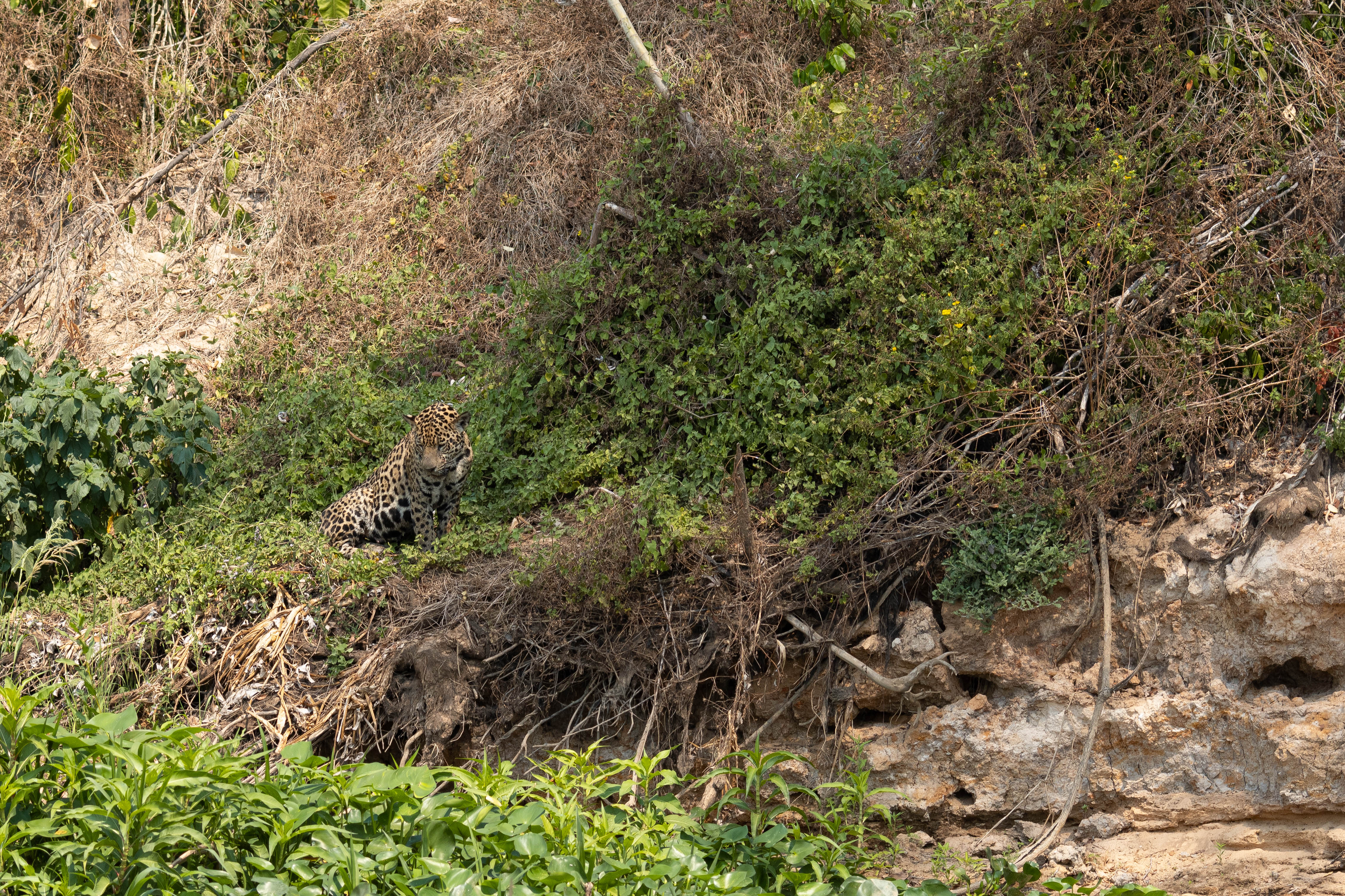 pantanal-jaguar-berge-huit