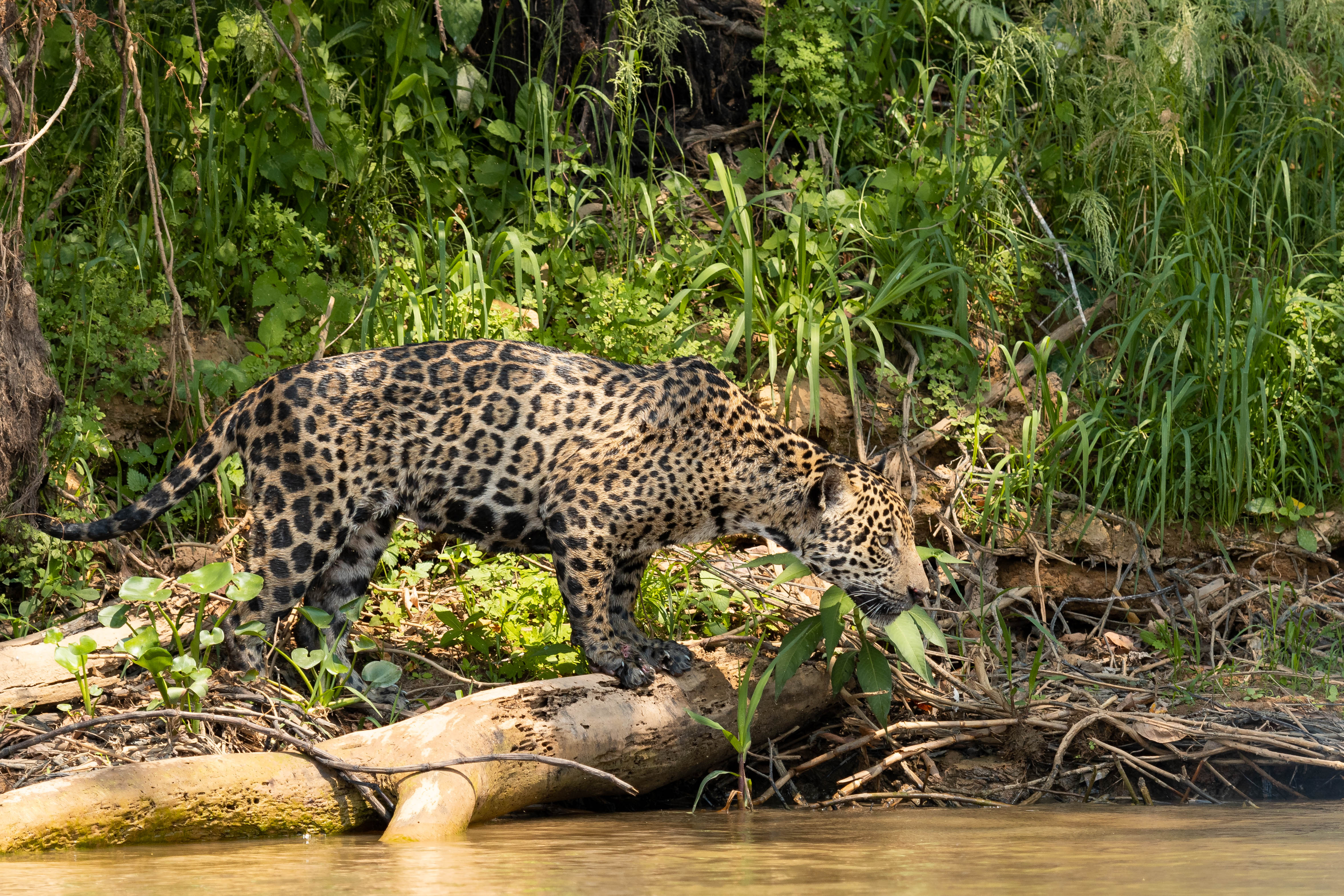 pantanal-jaguar-berge-sept
