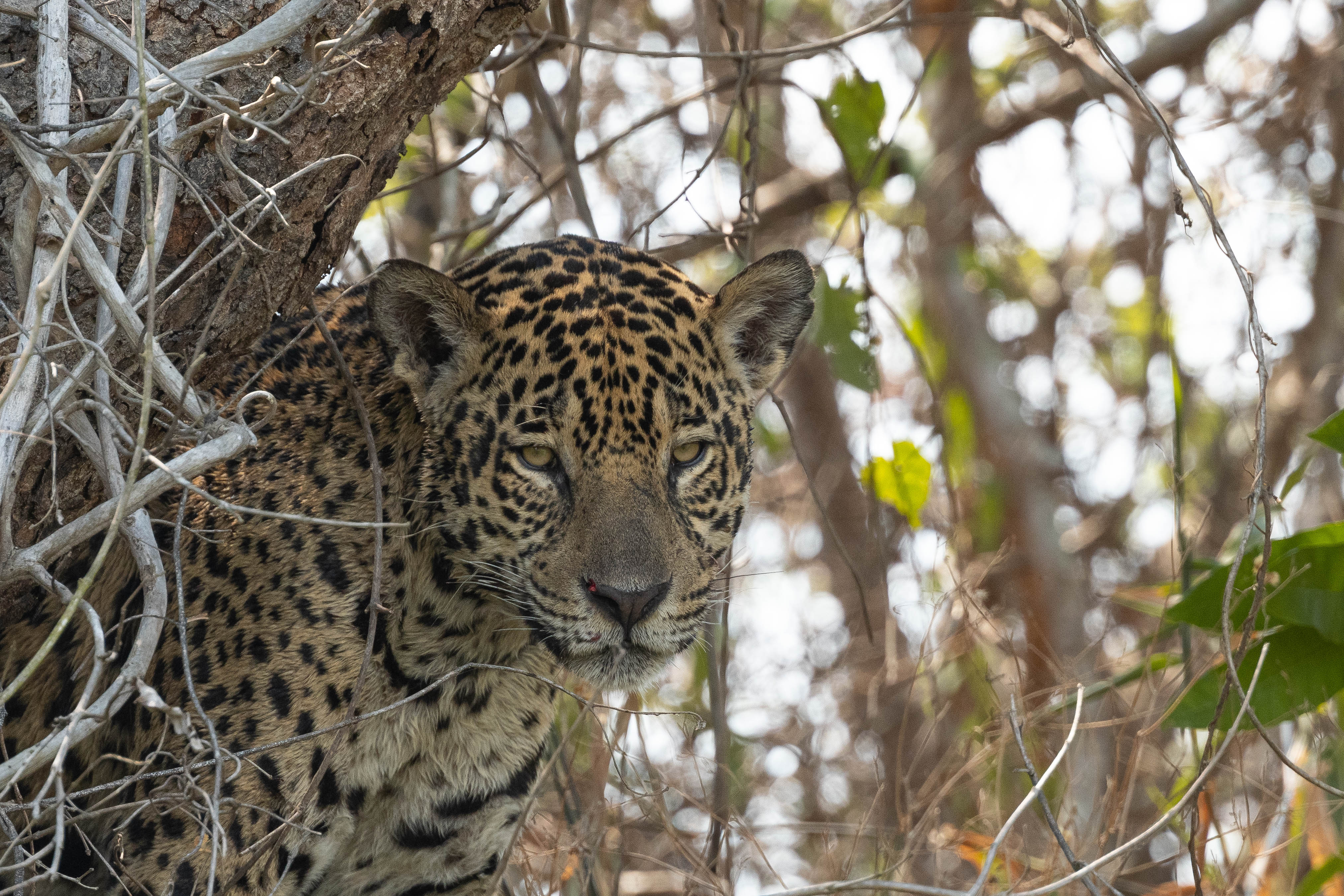 pantanal-jaguar-berge-trois